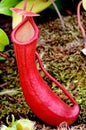 Nepenthes ventricosa