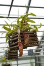 Nepenthes ventricosa, carnivorous plant, called as well tropical pitcher plants cultivated in a hanging pot. Royalty Free Stock Photo