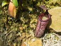 A Nepenthes ventricosa pitcher plant pitfall trap in a botanical garden.