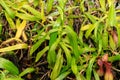 Nepenthes Ventricosa plant in Saint Gallen in Switzerland