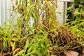 Nepenthes Ventricosa plant in Saint Gallen in Switzerland