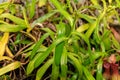 Nepenthes Ventricosa plant in Saint Gallen in Switzerland