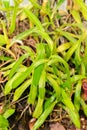 Nepenthes Ventricosa plant in Saint Gallen in Switzerland