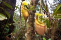 Nepenthes villosa also known as monkey pitcher plant Royalty Free Stock Photo
