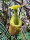 Nepenthes Villosa also known as monkey pitcher plant species at Mount Kinabalu, Sabah Borneo rainforest. Royalty Free Stock Photo