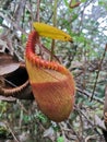 Nepenthes Villosa also known as monkey pitcher plant species at Mount Kinabalu, Sabah Borneo rainforest. Royalty Free Stock Photo