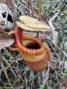 Nepenthes Villosa also known as monkey pitcher plant species at Mount Kinabalu, Sabah Borneo rainforest. Royalty Free Stock Photo