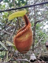 Nepenthes Villosa also known as monkey pitcher plant species at Mount Kinabalu, Sabah Borneo rainforest. Royalty Free Stock Photo