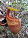 Nepenthes Villosa also known as monkey pitcher plant species at Mount Kinabalu, Sabah Borneo rainforest. Royalty Free Stock Photo