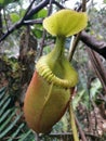 Nepenthes Villosa also known as monkey pitcher plant species at Mount Kinabalu, Sabah Borneo rainforest. Royalty Free Stock Photo