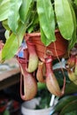 Nepenthes Royalty Free Stock Photo