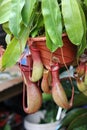 Nepenthes