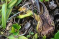 A group of nepenthes, commonly known as tropical pitcher plants