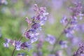 Nepeta cataria.