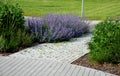 Nepeta faassenii blue sage plants along the sidewalk made interlocking concrete tiles paving crossing with asphalt street Royalty Free Stock Photo