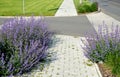 Nepeta faassenii blue sage plants along the sidewalk made interlocking concrete tiles paving crossing with asphalt street