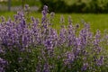 Nepeta faassenii (catmint, Faassen's catnip) in full bloom