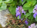 Nepeta faassenii catmint, Faassen`s catnip in full bloom Royalty Free Stock Photo