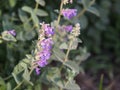 Nepeta faassenii catmint, Faassen`s catnip in full bloom Royalty Free Stock Photo