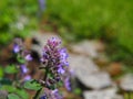 Nepeta faassenii catmint, Faassen`s catnip in full bloom Royalty Free Stock Photo