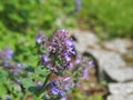 Nepeta faassenii catmint, Faassen`s catnip in full bloom Royalty Free Stock Photo