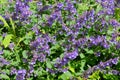 Nepeta faassenii in the garden, close-up. cat mint, Faassen\'s catnip