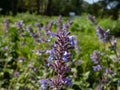 Nepeta grandiflora \'Zinser\'s Giant\' with grey-green leaves flowering with racemes of blue-violet,