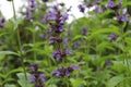 Nepeta manchuriensis. A close up of the blooming plant catmint in garden. Royalty Free Stock Photo