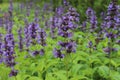 Nepeta manchuriensis. A close up of the blooming plant catmint in garden. Royalty Free Stock Photo