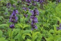 Nepeta manchuriensis. A close up of the blooming plant catmint in garden. Royalty Free Stock Photo