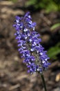 Nepeta nervosa `Blue Moon`