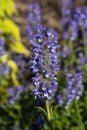 Nepeta nervosa `Blue Moon`