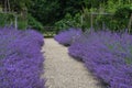 Nepeta, Tintinhull Garden, Somerset, England, UK Royalty Free Stock Photo