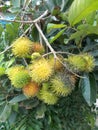 Nephelium lappaceum or rambutan Royalty Free Stock Photo