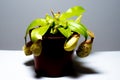 Nephentes Alata, carnivorous plant bug trap, monkey jar