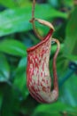 Nephentes Mirabilis Carnivorous Picher Plant Royalty Free Stock Photo