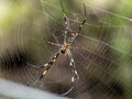 Nephila clavata Joro orb weaver spider on web 2