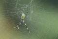 Nephila Clavata, Joro Spider in web. In kawasaki garden, Royalty Free Stock Photo