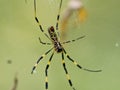 Nephila clavata Joro orb weaver spider on web 5