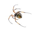 Nephila inaurata, red-legged golden orb-weaver spider, Royalty Free Stock Photo