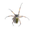 Nephila inaurata, red-legged golden orb-weaver spider, Royalty Free Stock Photo