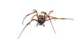 Nephila inaurata, red-legged golden orb-weaver spider Royalty Free Stock Photo