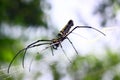 Nephila pilipes Royalty Free Stock Photo