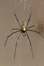 Nephila Pilipes Royalty Free Stock Photo