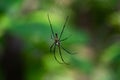 Nephila pilipes northern golden orb weaver or giant golden orb weaver or giant wood Spider Royalty Free Stock Photo