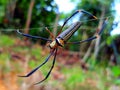 Nephila Pilipes Spider - Arachnida Class- Borneo Forest