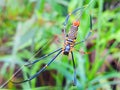 Nephila Pilipes Spider - Arachnida Class - Borneo Forest