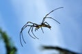 Nephila pilipes, the northern golden orb weaver or giant golden orb weave spider Royalty Free Stock Photo