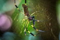Nephila pilipes spider weaving web Royalty Free Stock Photo