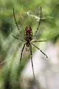 Nephila pilipes spider Royalty Free Stock Photo